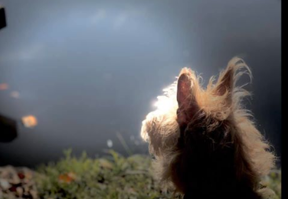 Den hund um trauer Scriptaculum