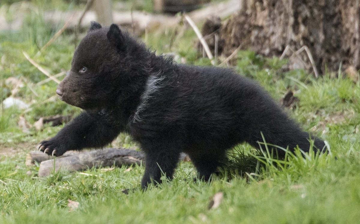 Im März tollte Jungbär 3 noch im Gras des Tierparks Dählhölzli, am Mittwochnachmittag fiel er dem Spiel mit seinem Vater zum Opfer. &nbsp;