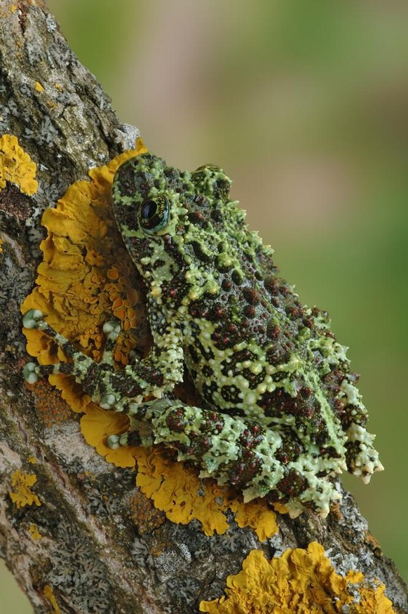 Vietnamesischer Moosfrosch (Theloderma corticale) im Tierporträt der Woche bei den Cute News auf watson.ch