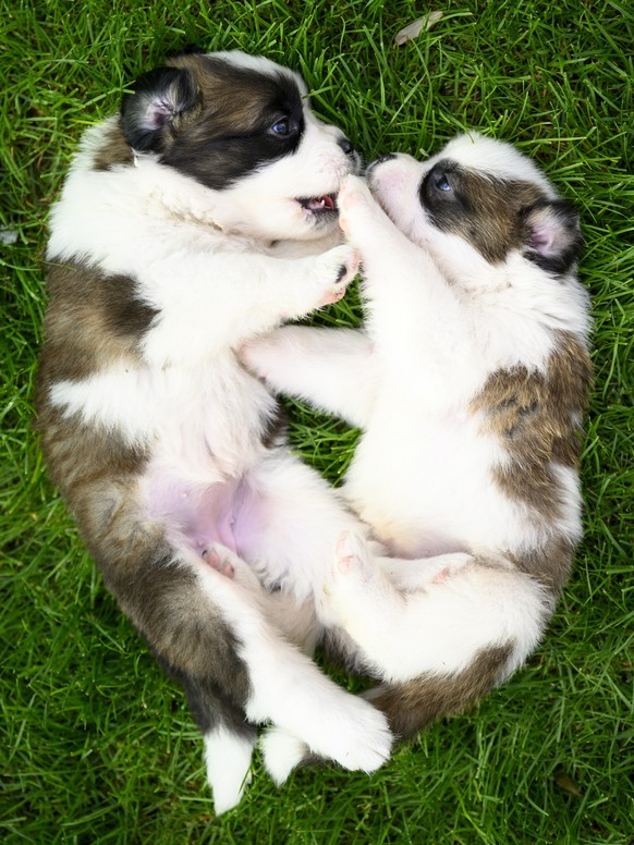 epa10146888 Two of seven one month old puppies Sant-Bernard play in the grass at the Barry Foundation&#039;s kennel, in Martigny, Switzerland, 30 August 2022. The Saint Bernard dog &quot;Edene du Gran ...