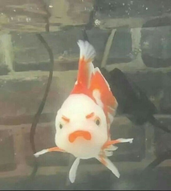 cute news tier fisch

https://ch.pinterest.com/pin/3025924741566197/