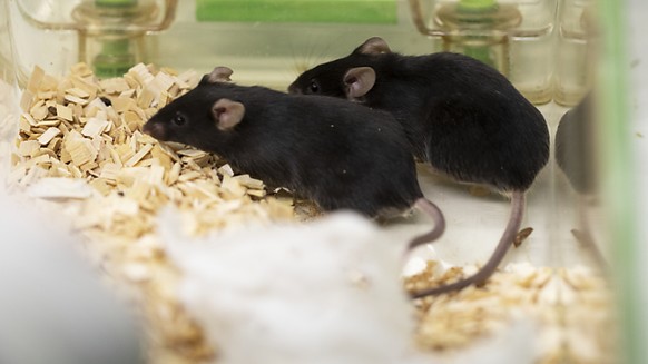 Zum vierten Jahr in Folge ist die Zahl der Tierversuche in der Schweiz 2019 gesunken. Im vergangenen Jahr wurden insgesamt 572&#039;069 Tiere f