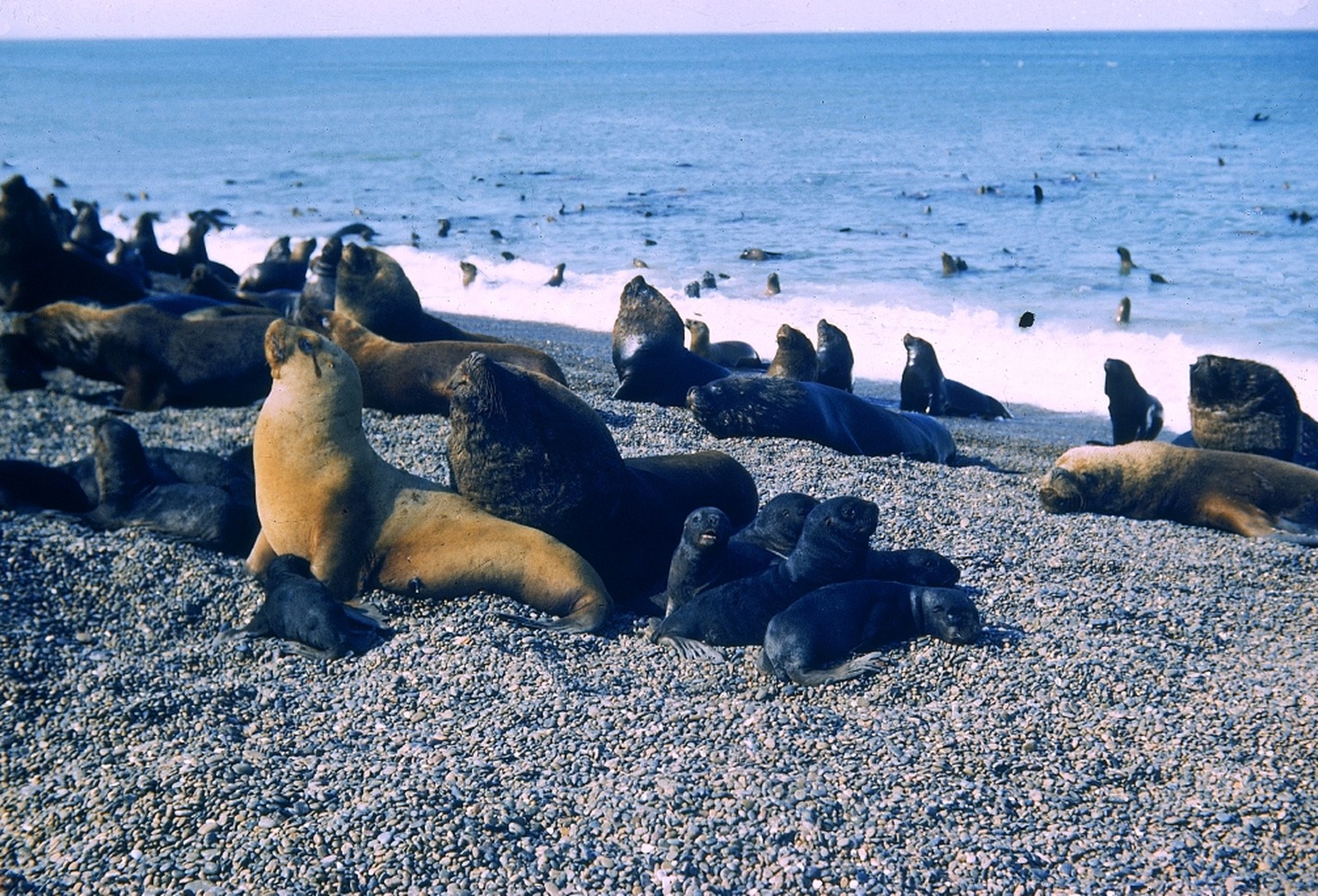 Seelöwen; schwarze Männer, gelbe Mütter und ihre Jungen zur Brutzeit an der Atlantik-Küste in der Provinz Santa Cruz, Argentinien, 1946.&nbsp;