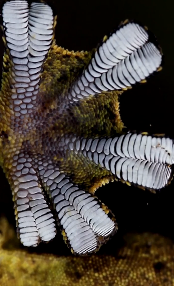 cute news tier gecko

https://www.reddit.com/r/NatureIsFuckingLit/comments/1ic7v24/the_gecko_has_many_microscopic_hairs_on_its_feet/