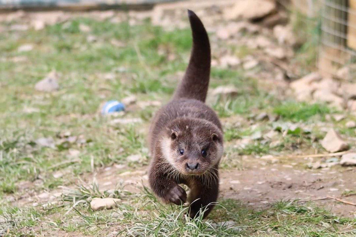 cute news animal tier otter

https://www.reddit.com/r/Otters/comments/tks4l7/step/