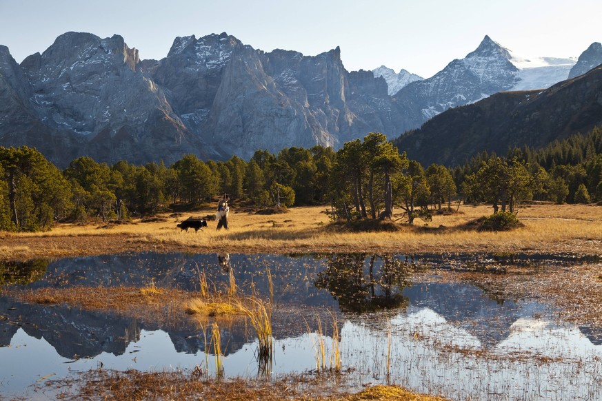 Bildnummer: 57290477 Datum: 09.11.2011 Copyright: imago/imagebroker
Schäfer mit Hund, Moorlandschaft Chaltenbrunnen, Reichenbachtal, Rosenlaui, Blick zu den Engelhörnern, Wellhorn, Rosenlauigletscher, ...