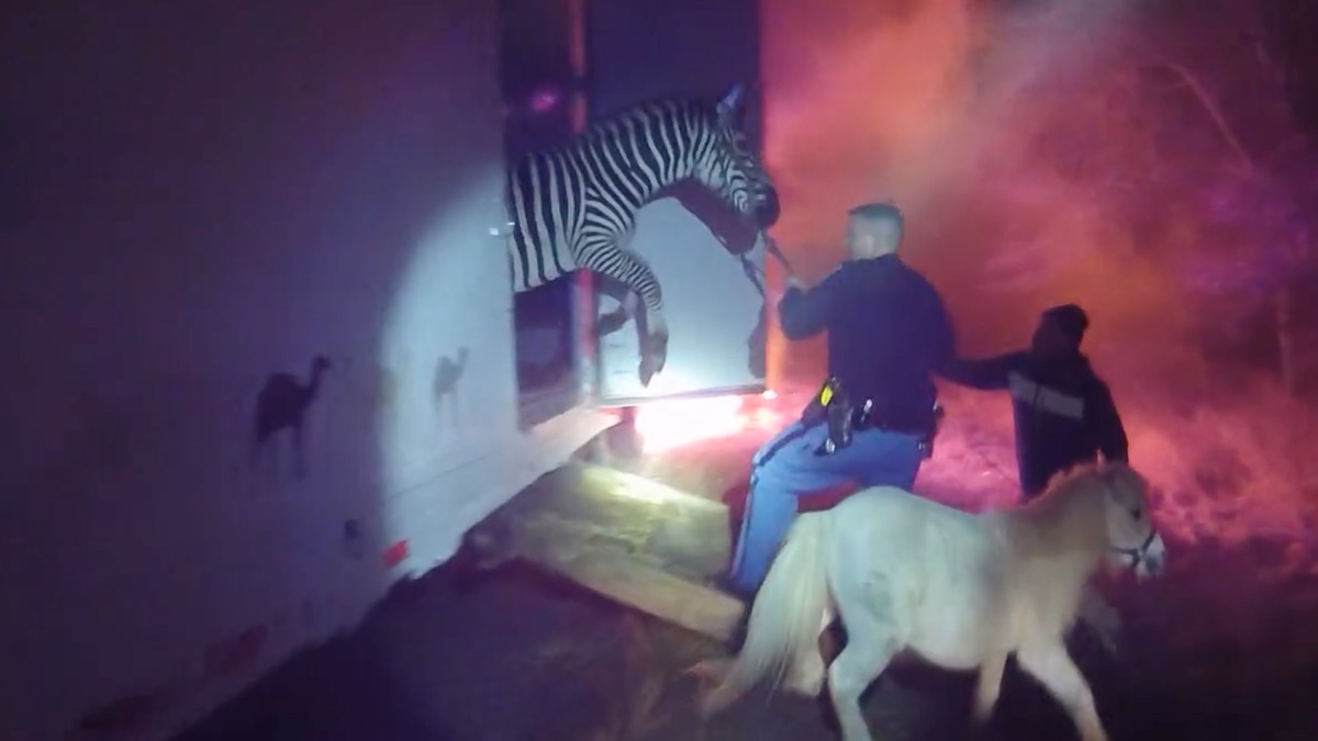 Zebras and camels on the highway: spectacular accident in the US Girl or doll?  Hard to say