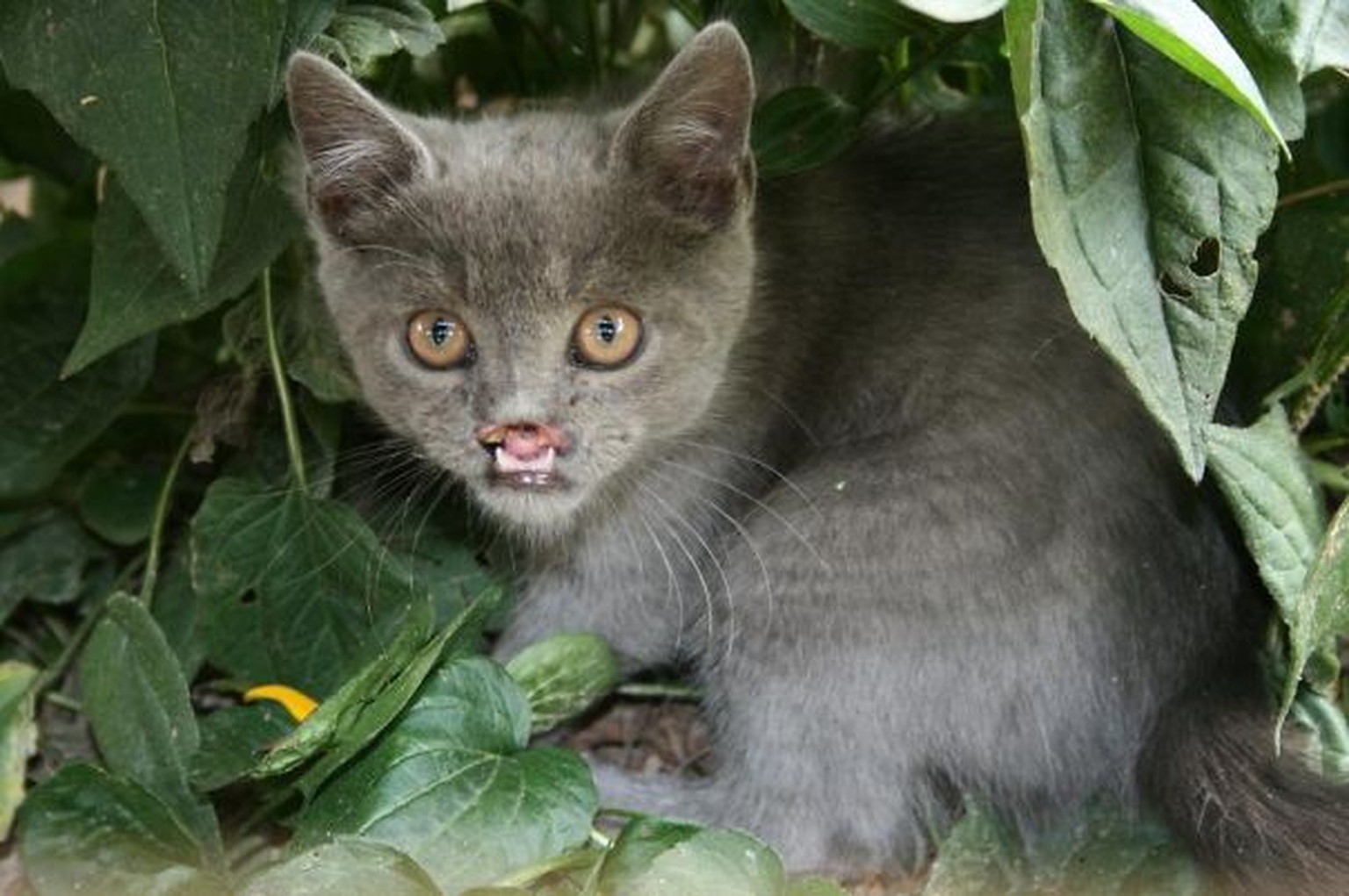 Вампирский кот Лазарь