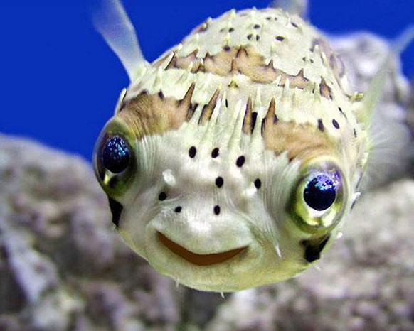 cute news animal tier fish fisch

https://imgur.com/t/aww/BQqxMqE