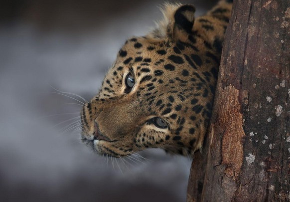 Leopard TJ