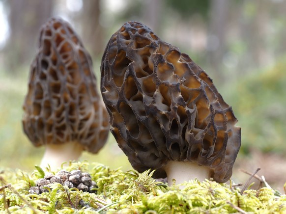 Delikate Morcheln, Morchella deliciosa P4130016 *** delicate Morels, Morchella deliciosa P4130016