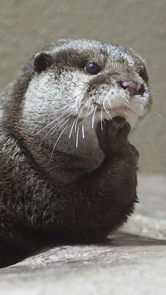 otter animal tier cute news