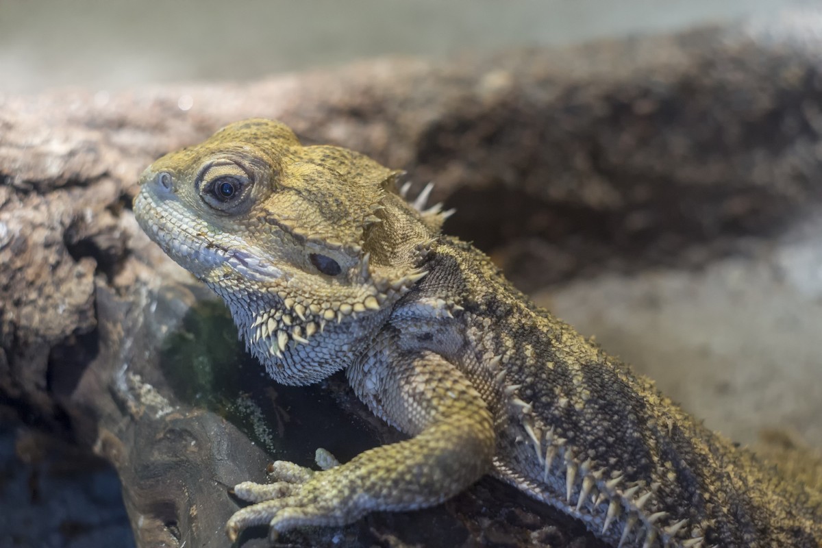 Bearded dragon, Pogona close up, shallow dof. The genus Pogona is in the subfamily Amphibolurinae of the lizard family Agamidae. xkwx agamidae, aggression, amphibolurinae, animal, australia, backgroun ...