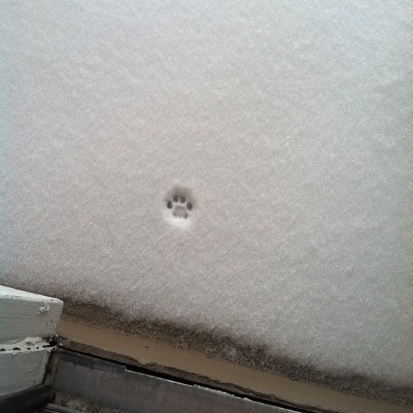 Katzenabdruck im Schnee

http://imgur.com/gallery/PeEk3nD