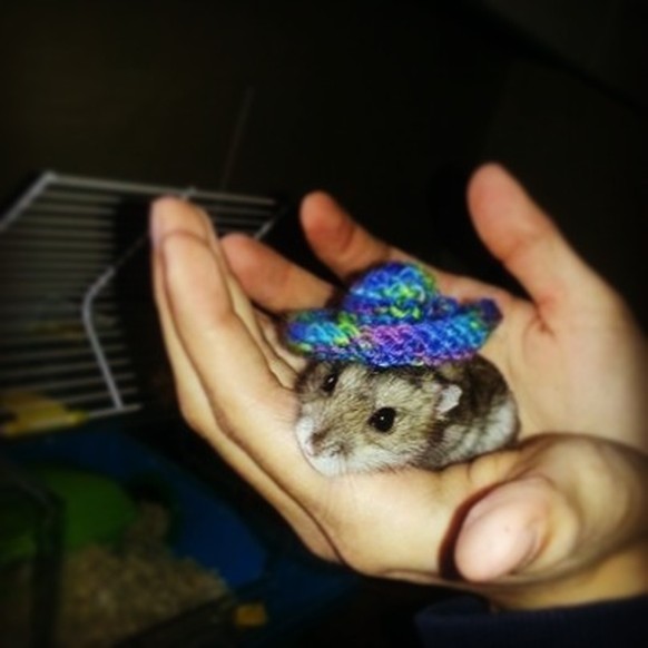 Hamster