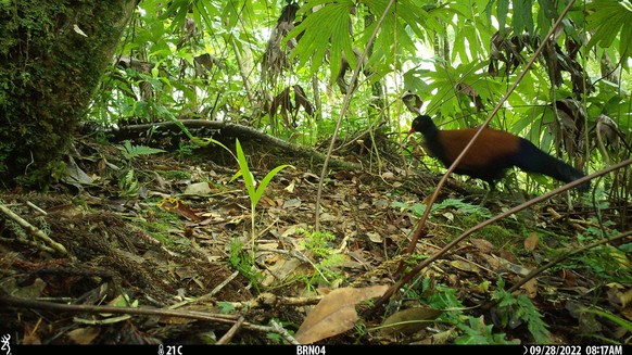 **VIDEO AVAILABLE: CONTACT INFOCOVERMG.COM TO RECEIVE** A team of scientists and conservationists has rediscovered the elusive Black-naped Pheasant-Pigeon, a large, ground-dwelling pigeon that only li ...