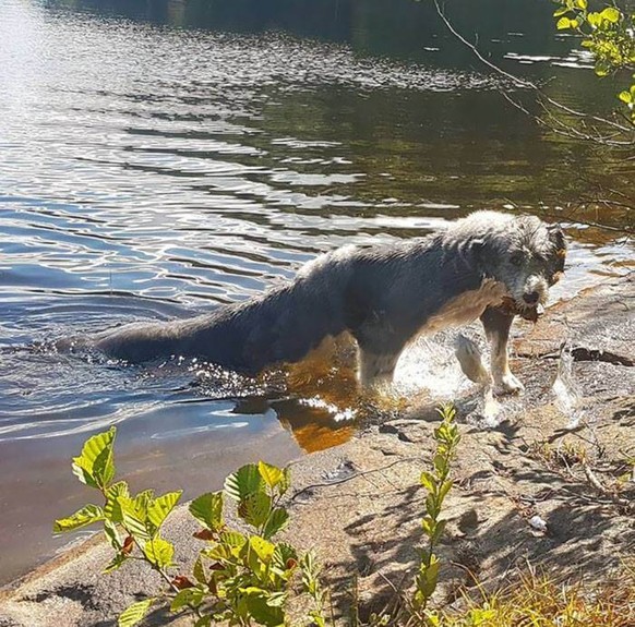 Panorama-Hunde