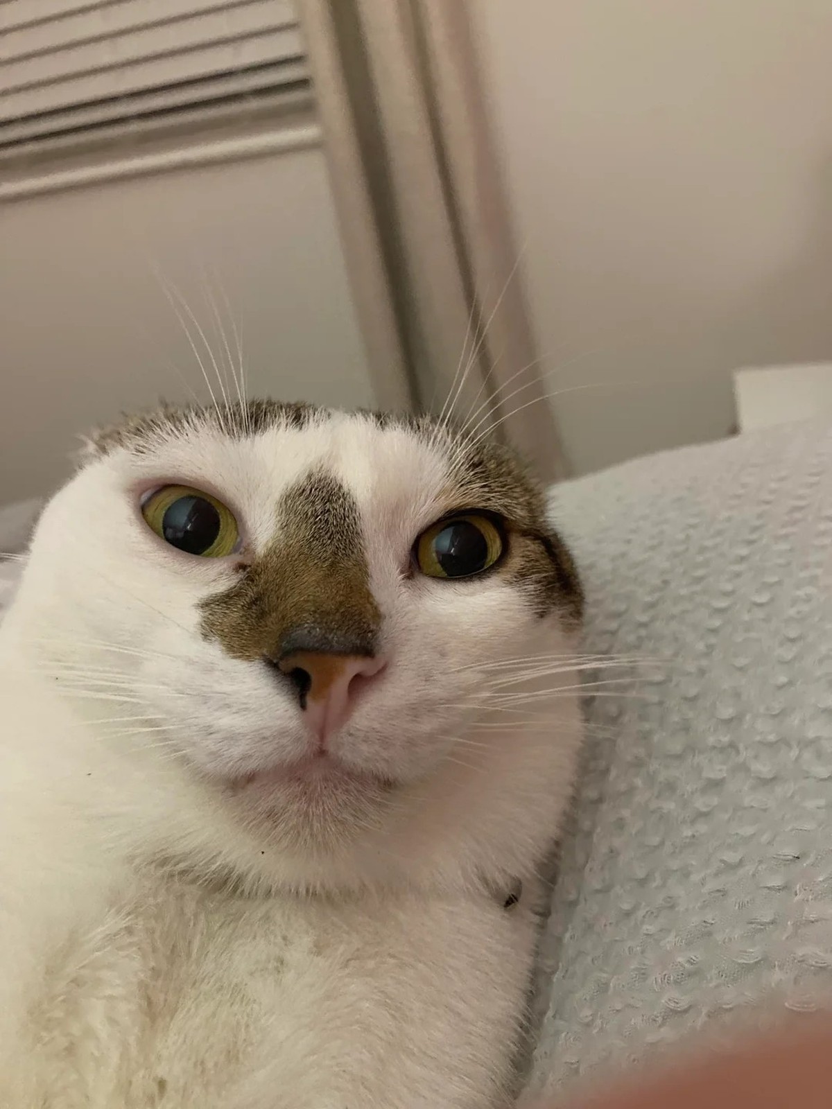 cute news tier katze

https://www.reddit.com/r/angrycatpics/comments/1pipilz/i_tried_to_clean_his_dirty_chin/
