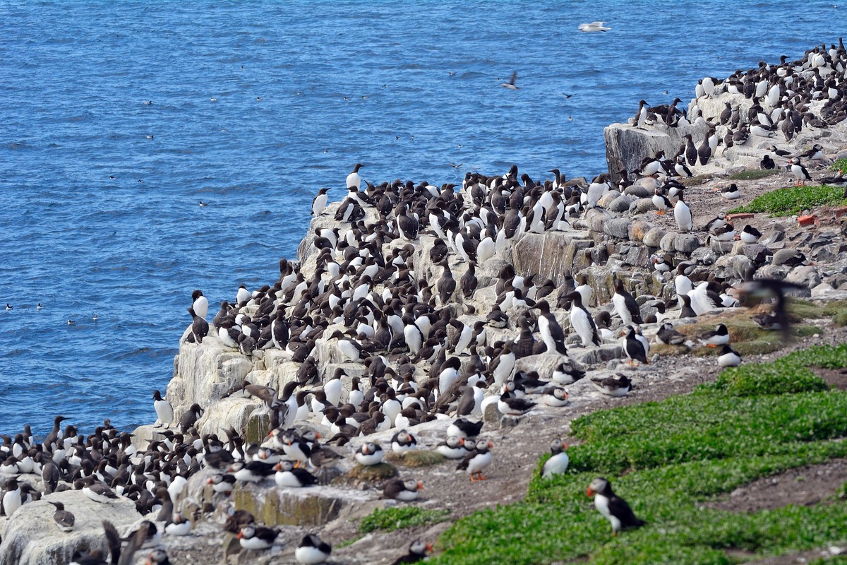 Atlantic birdlife in Farne Islands Nature Reserve, England.