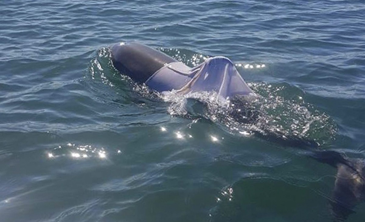epa05762285 An undated handout photo made available by Western Australia's Department of Parks and Wildlife (P&amp;W) on 31 January 2017, shows a dolphin stuck in a singlet vest off the South Wes ...