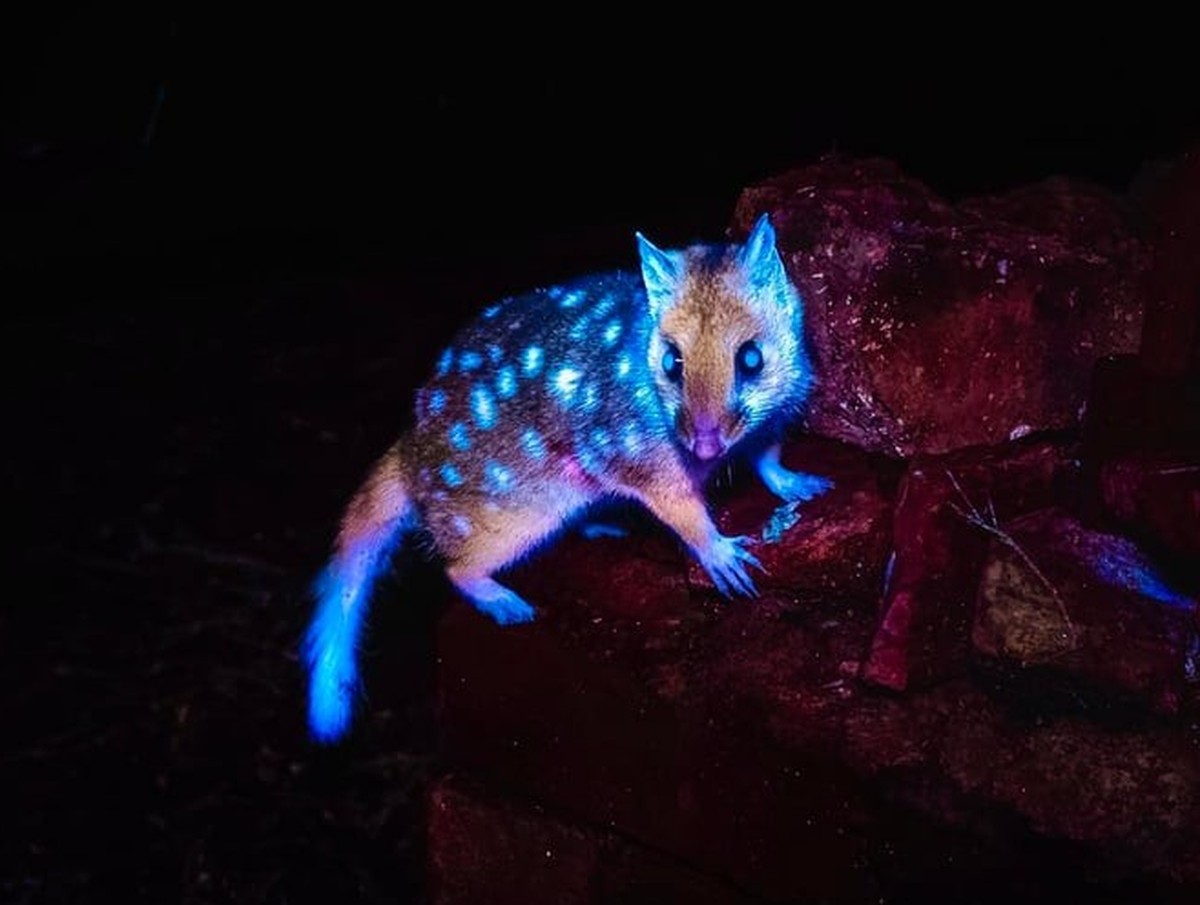 Tüpfelbeutelmarder

https://www.reddit.com/r/NatureIsFuckingLit/comments/1ffpsme/eastern_quolls_dasyurus_viverrinus_fluoresce/