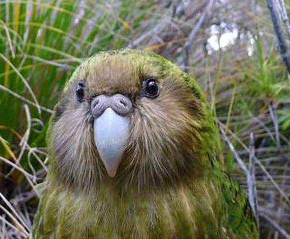cute news tier vogel kakapo

https://imgur.com/t/kakapo/7RevJ2P