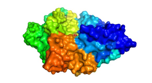 3D-Strukturmodell des MHETase-Enzyms mit Benzoesäure im aktiven Zentrum.