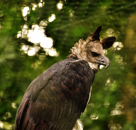 Harpia Harpyja Harpy Feather Raptor Plumage Bill