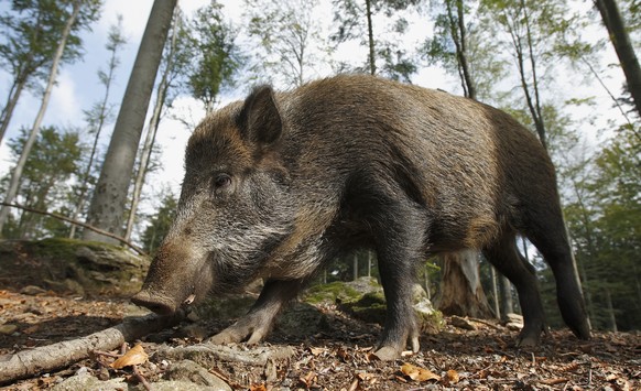 Wildschwein