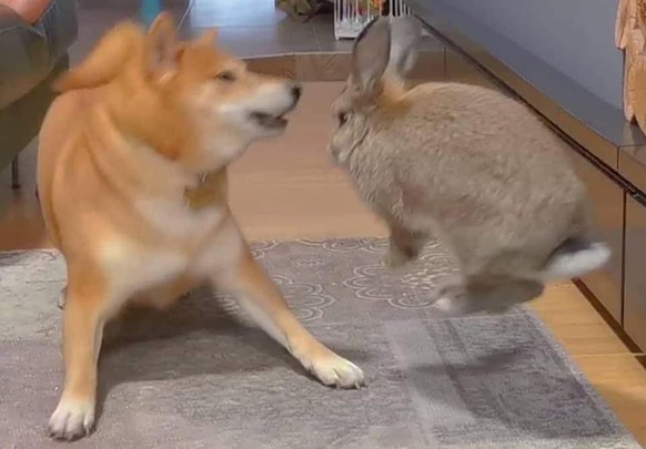 cute news tier hund hase

https://www.facebook.com/photo?fbid=1290059446253351&amp;set=a.693381882587780