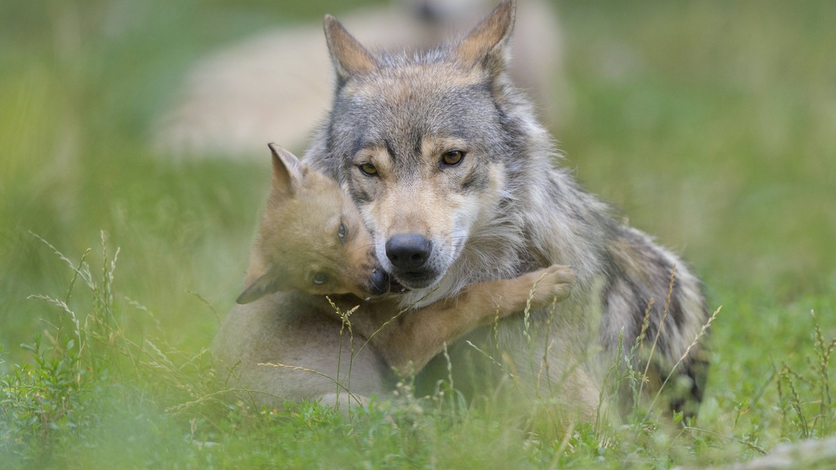 11 von 12 Bündner Wolfsrudel haben Nachwuchs – 46 Welpen nachgewiesen