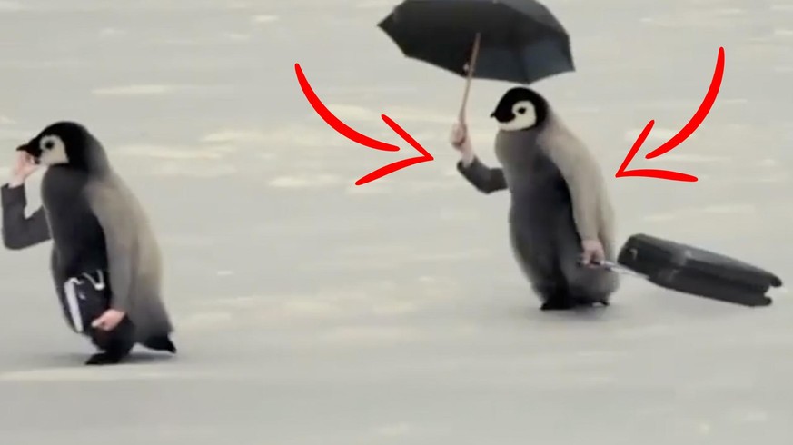 Dieses absolut bizarre Video zeigt dir, wie Vögel mit Armen aussehen