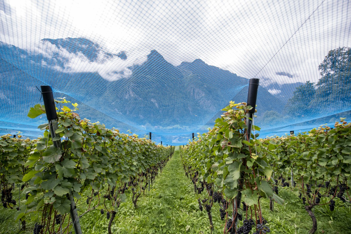 Der Rebberg Buchholz von Ruth und Joe Kempf in Silenen im Kanton Uri am Mittwoch, 23. September 2020. Der Siegerwein in der Sparte Blauburgunder sortenrein, der Buchholzer Troepfli Pinot noir 2018, wu ...