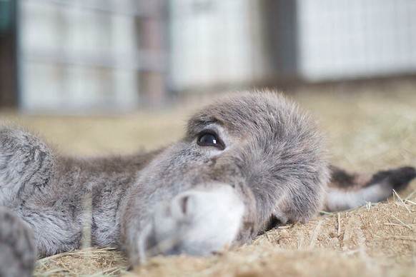 nice news animal donkey https://imgur.com/t/aww/ldo9pbj