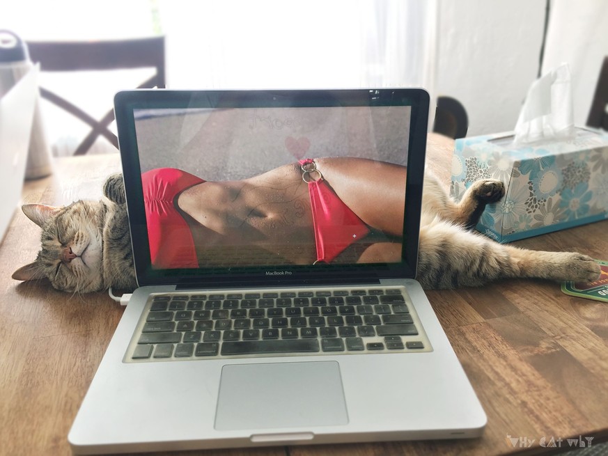 Bikini model cat