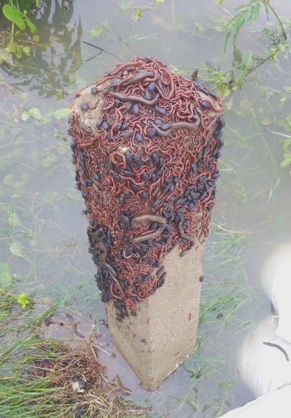 creepy nature

https://www.reddit.com/r/oddlyterrifying/comments/1mkmas4/these_worms_on_a_pole_gathered_up_on_one_spot/
