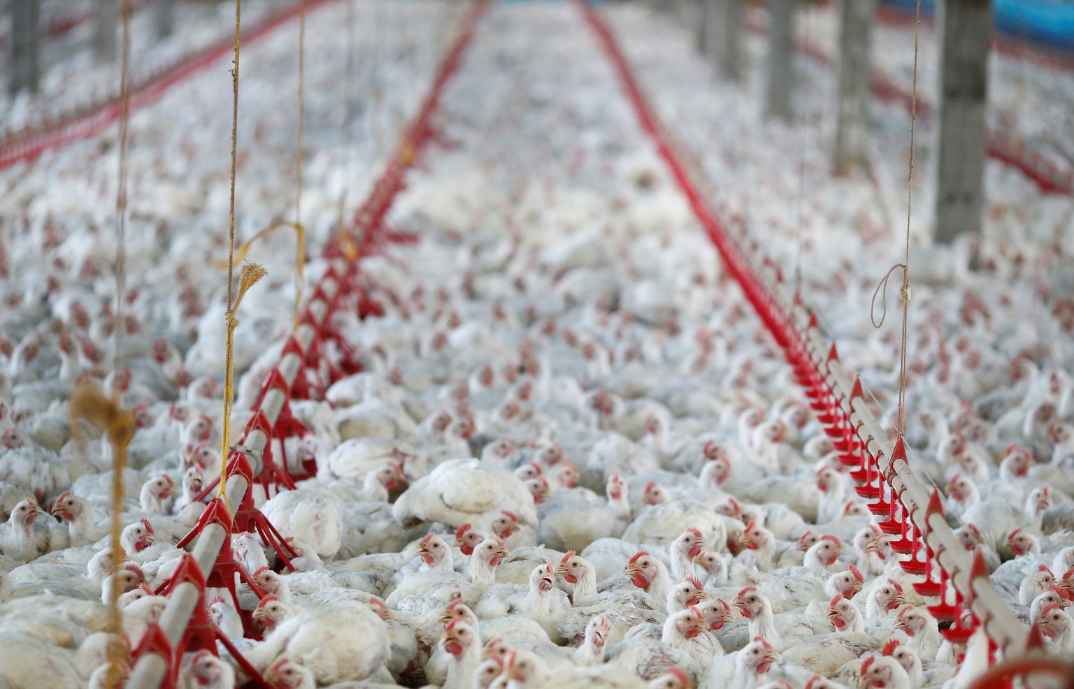 Chicken are pictured at a poultry factory in Lapa city, Parana state, Brazil, May 31, 2016. REUTERS/Rodolfo Buhrer