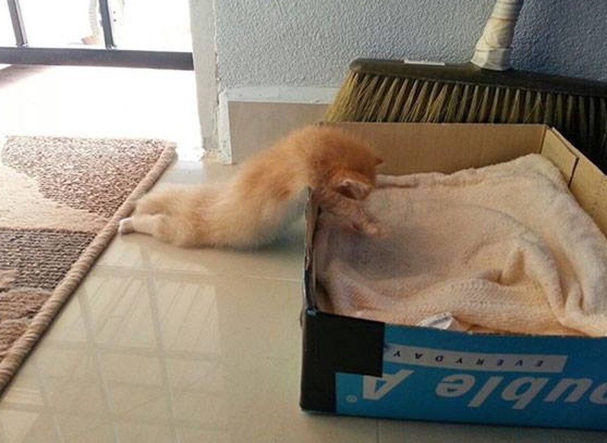 Hallo, Montag! 17 Katzen, die ganz genau wissen, wie du dich heute fühlst