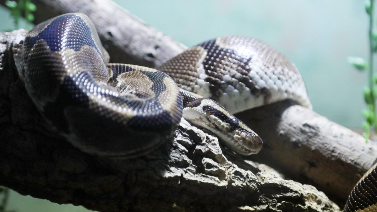 Oberhof - Exotarium 07.12.2022, Oberhof, Exotarium, hier sind exotische Schlangen, Vogelspinnen und Fische zu entdecken im Bild: Koenigspython Python regius