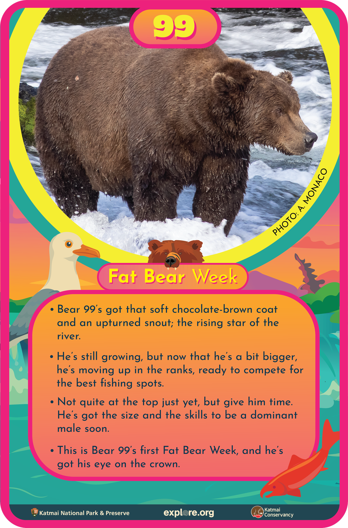 Bär 99 Fact Card