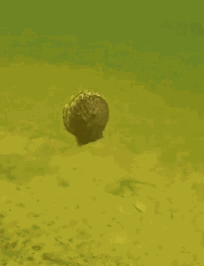 Animiertes GIF