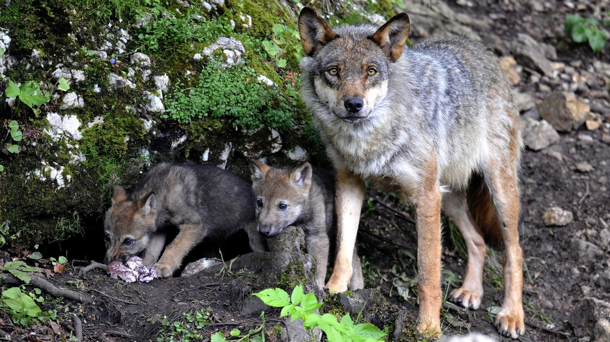 ZUM ENTSCHEID DES STAENDERATS, DEN SCHUTZ DES WOLFS NICHT AUFZUHEBEN, STELLEN WIR IHNEN AM MITTWOCH 9. MAERZ 2016 FOLGENDES BILDMATERIAL ZUR VERFUEGUNG --- Two wolf cubs born end of May eat under the  ...