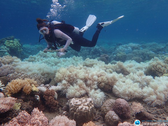 epa05900632 An undated handout photo made available by the Arc Centre of Excellence for Coral Reef Studies on 10 April 2017 shows the bleaching damage on the corals of the Great Barrier Reef, Queensla ...