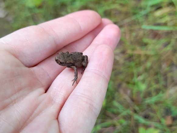 cute news tier frosch

https://imgur.com/t/toads/w0gK5PX