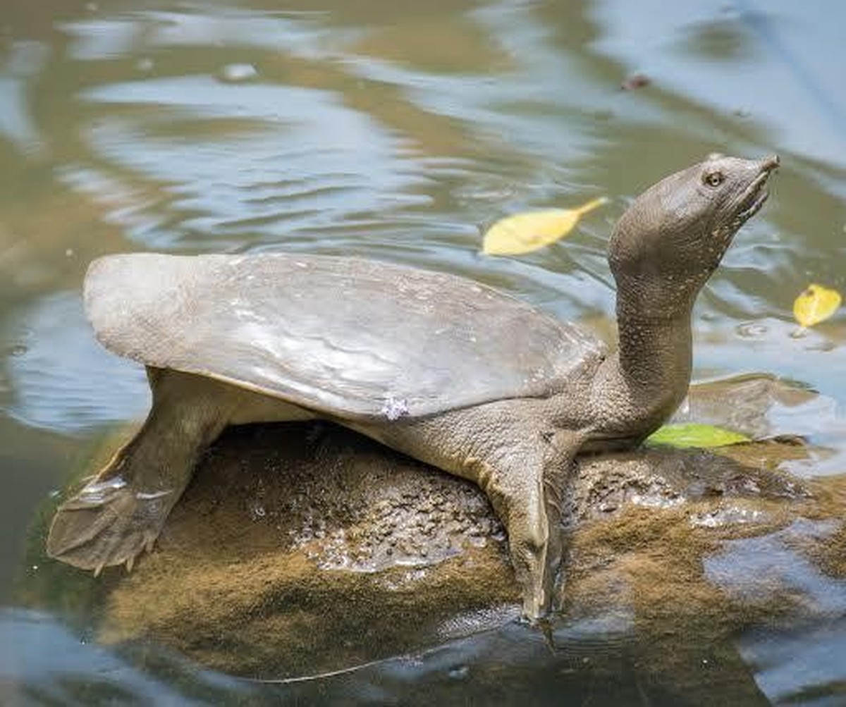 cute news tier schildkröte Chinesische Weichschildkröte

https://www.reddit.com/r/Awwducational/comments/1f8a8zk/the_chinese_softshell_turtle_uses_its_tubelike/
