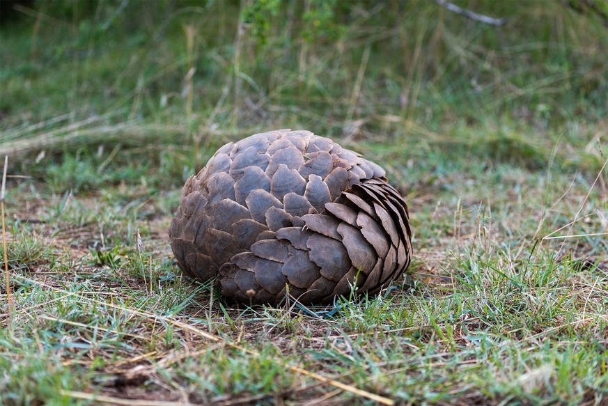 Pangolin