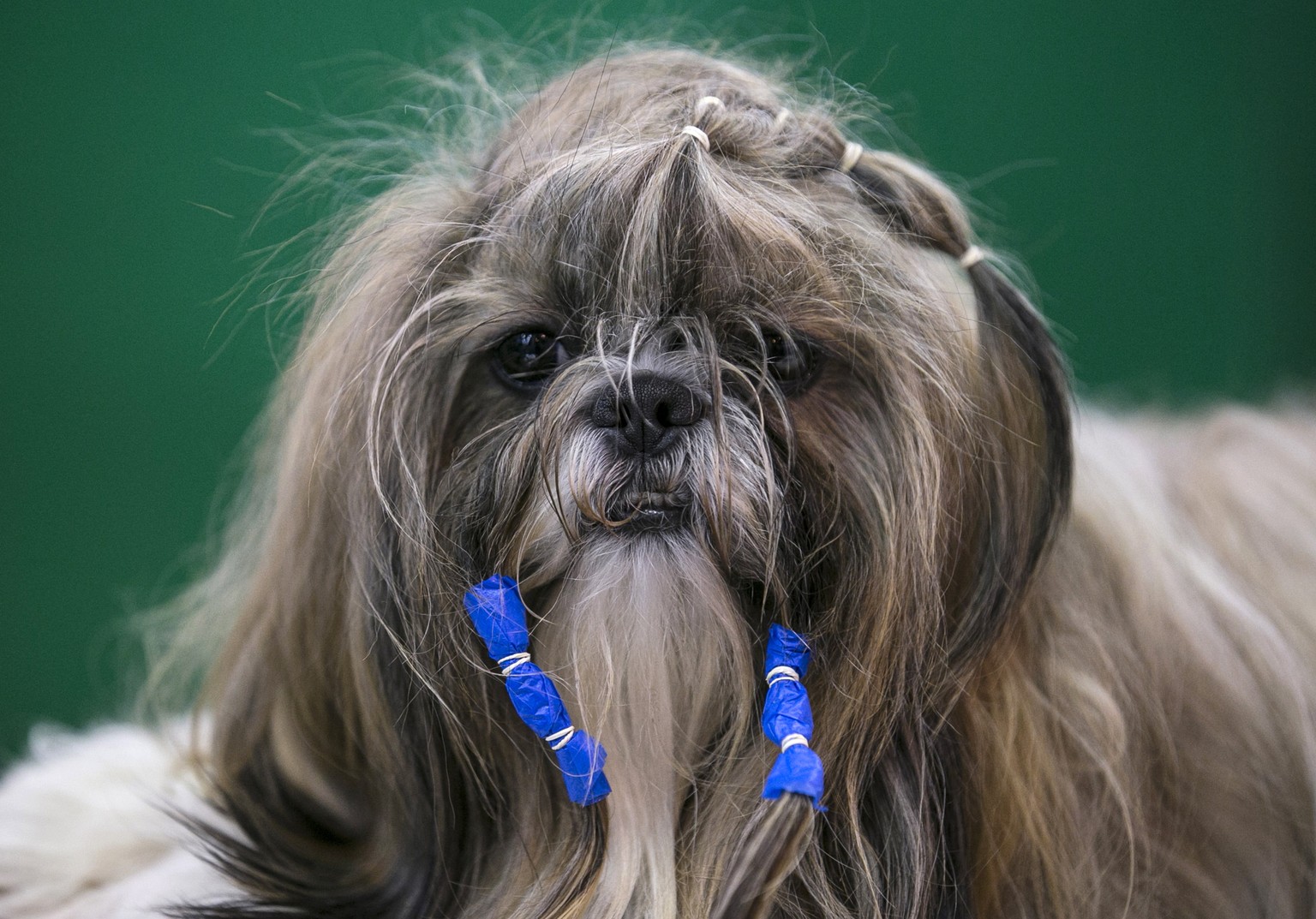 Der eher kleine, stark behaarte Hund stammt ursprünglich aus Tibet. In der Schweiz sind 5679 Tiere dieser Rasse registriert.