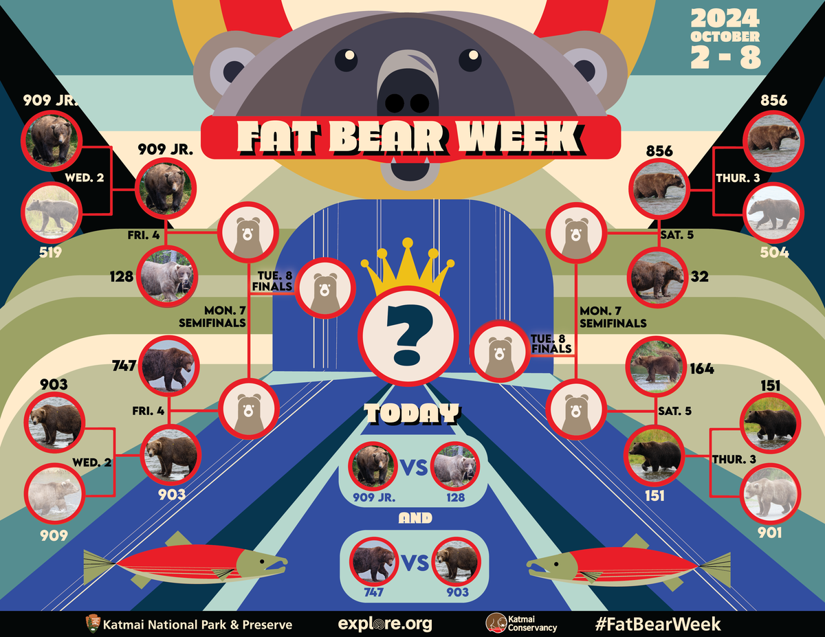 Das neue Bracket zur «Fat Bear Week».
