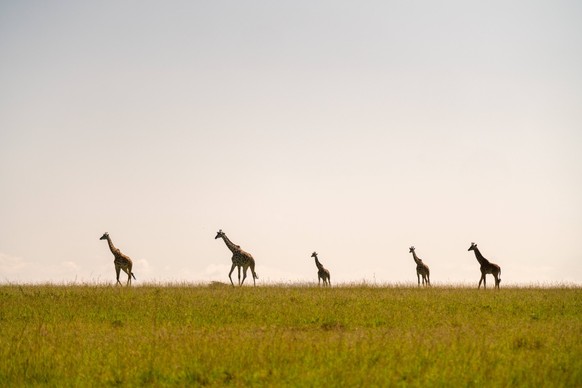 Herd of giraffe in the savanna in the Maasai Mara in Kenya. Narok, Narok County, Kenya CR_TORO240311-1354484-01