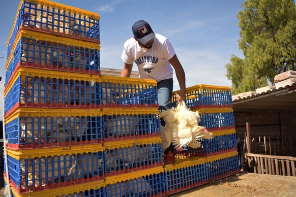 chicken farm Mexico Hühnerfarm Hühner Huhn Huehner Farm Huehnerfarm Mexiko Symbolbild bird flu Vogelgrippe